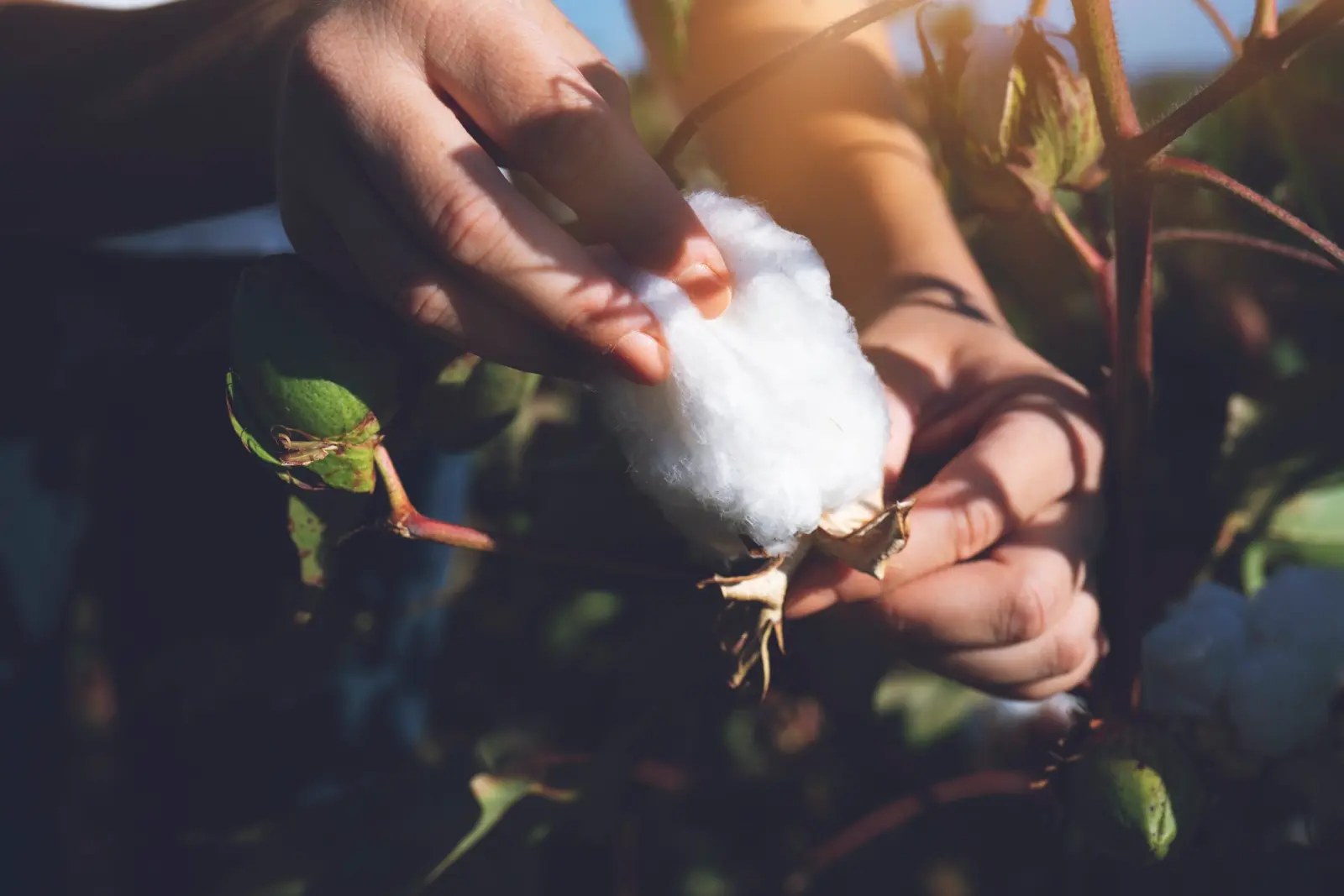 bio baumwolle mit gots zertifizierung nauff bio baumwolle mit gots zertifizierung nauff